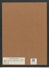 Plagiodiscus martensianus Grun. (de-Toni-Nr.: Genus 56, Species 2424) Zeichnungen Sammlung Grunow Mappe 02607 (Herbarium_W_Grunow_drawings_Folder_02607)
